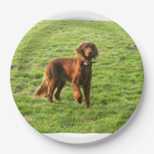 irish setter full 2 paper plate