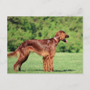 irish-setter-full 2.png postcard