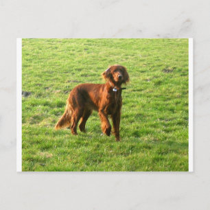 irish setter full 2.png postcard