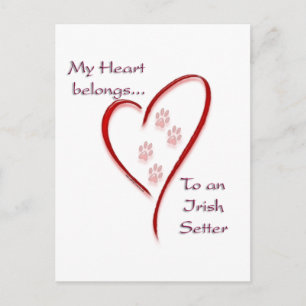 Irish Setter Heart Belongs Postcard