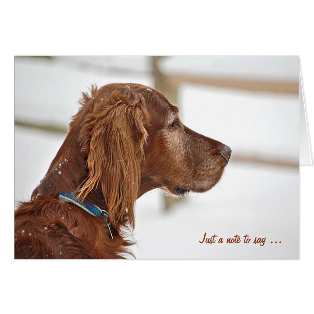 Irish Setter in winter thinking of you (Front Horizontal)