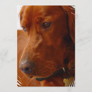 Irish Setter Invitation