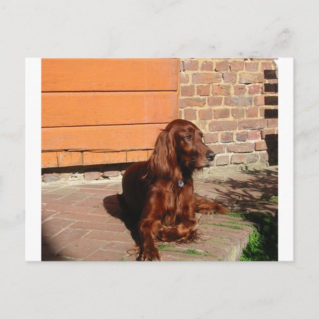irish setter laying.png postcard (Front)