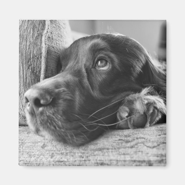 Irish Setter Magnet (Front)