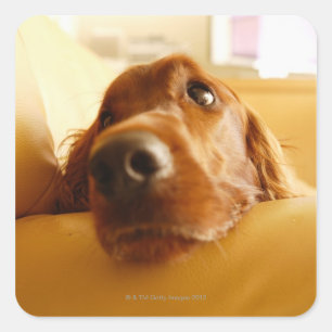 Irish Setter on sofa Square Sticker