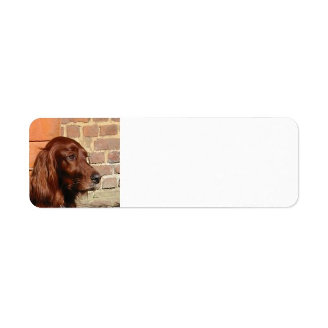 irish setter.png return address label (Front)