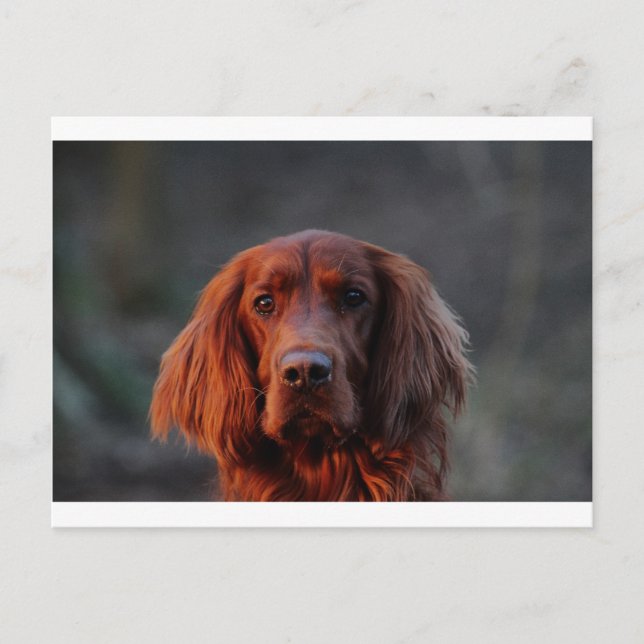Irish Setter Postcard (Front)