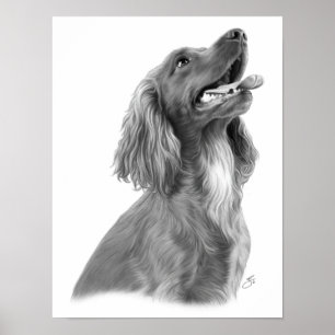 Irish Setter Poster