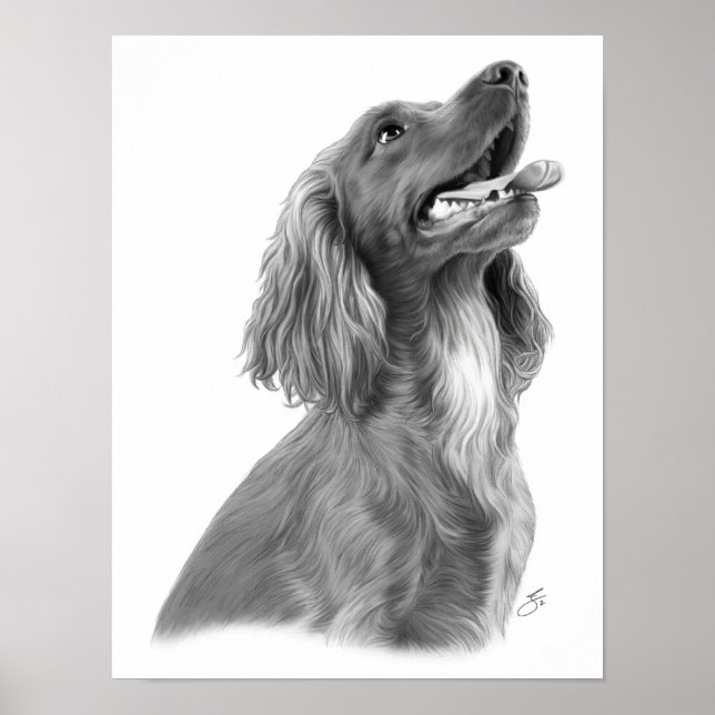 Irish Setter Poster (Front)