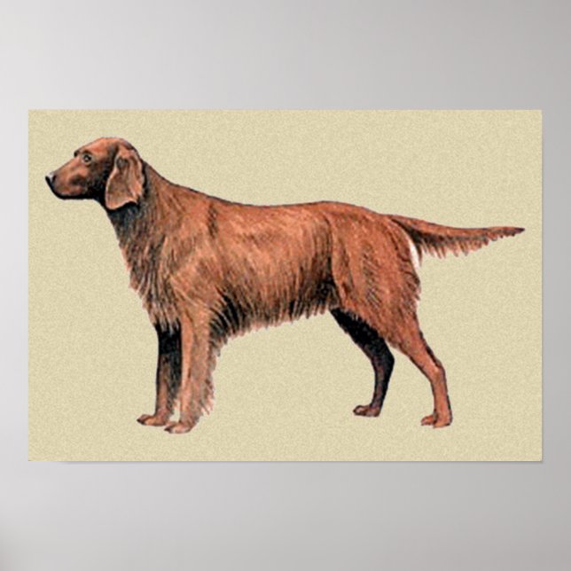 irish setter poster (Front)