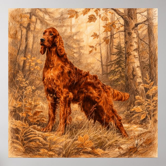 Irish  Setter,  Poster (Front)