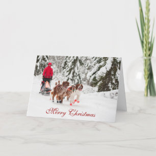 Irish Setter Sleddog Christmas Card