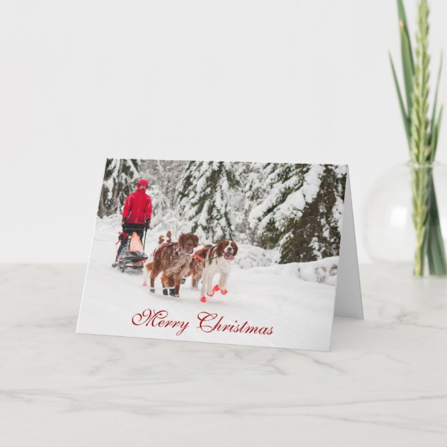 Irish Setter Sleddog Christmas Card (Front)