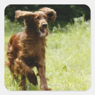 Irish Setter Square Sticker