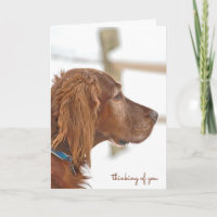 Irish Setter-thinking of you