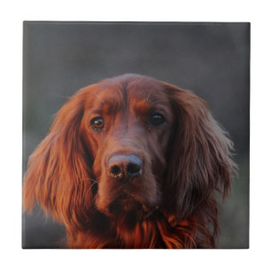 Irish Setter Tile