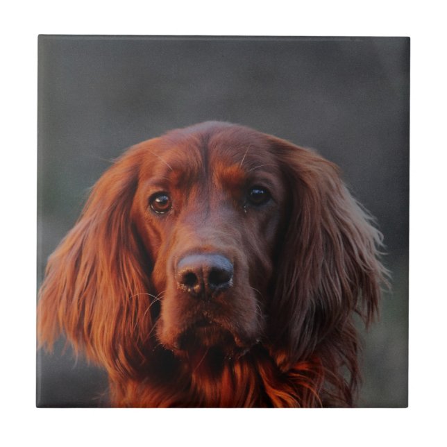 Irish Setter Tile (Front)