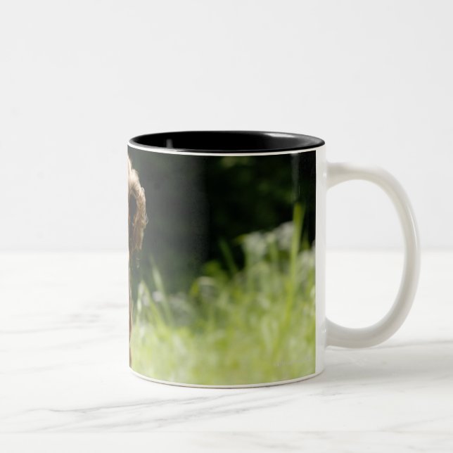 Irish Setter Two-Tone Coffee Mug (Right)