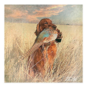 Irish Setter with pheasant Photo Print