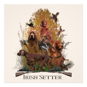 Irish Setter with pheasant     Photo Print