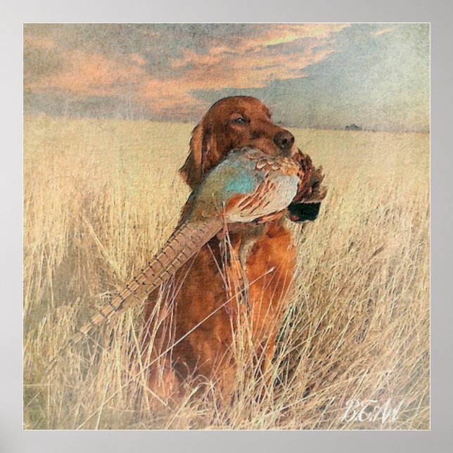 Irish Setter with pheasant   Poster (Front)