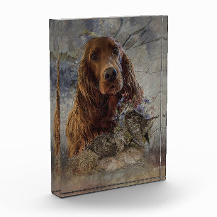 Irish setter with woodcock photo block