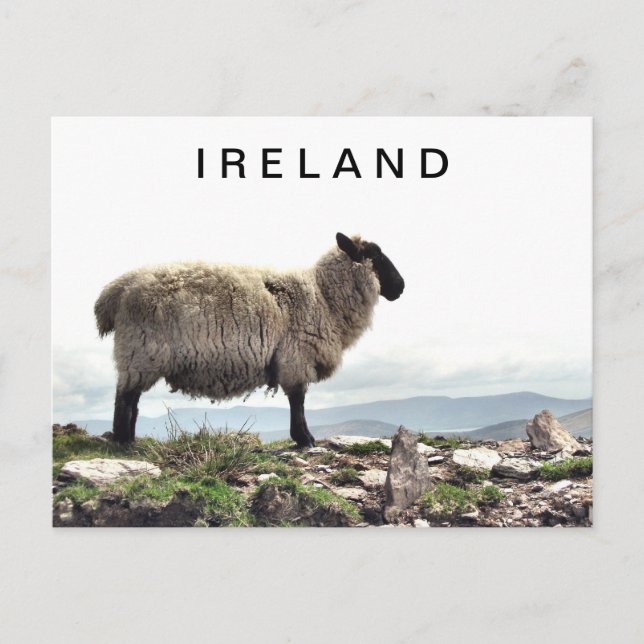 Irish Sheep on Rocks Postcard (Front)