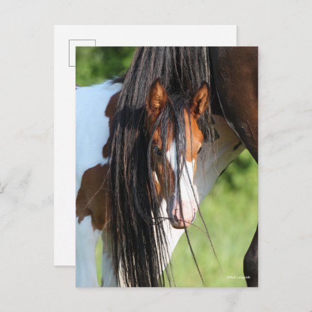 Irish Sport Horse Foal Hiding under Tail Postcard (Front/Back)
