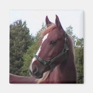 Irish Stallion Magnet