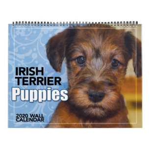 Irish Terrier Puppies 2020 Wall Calendar