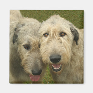 Irish Wolfhound Magnet