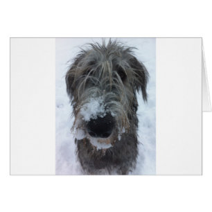 irish wolfhound playing in the snow