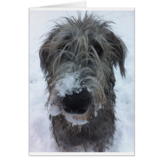 irish wolfhound playing in the snow