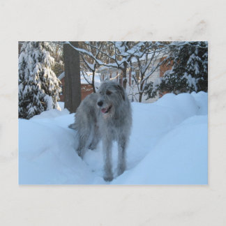 Irish wolfhound postcard