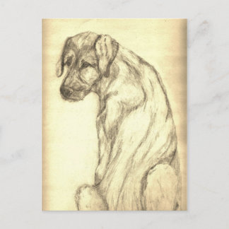 Irish Wolfhound Puppy Looking Back Postcard