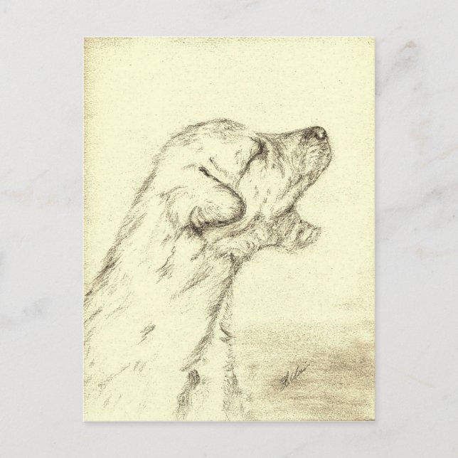 Irish Wolfhound Puppy Postcard (Front)
