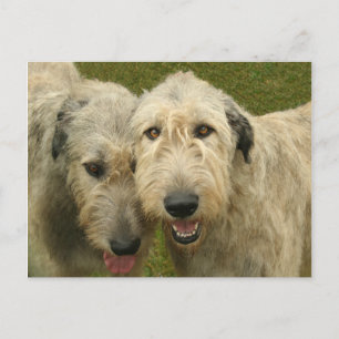 Irish Wolfhounds Postcard