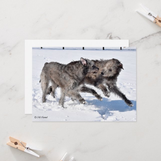 Irish Wolfhounds running in Snow Invitation (Front/Back In Situ)