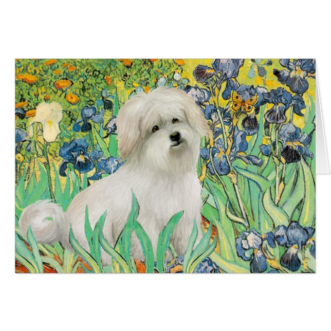 Irisis - Coton de Tulear 7 (Front Horizontal)
