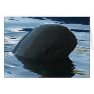 Irrawaddy Dolphin Peek-A-Boo Card