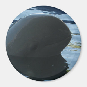 Irrawaddy Dolphin Peek-A-Boo Magnet