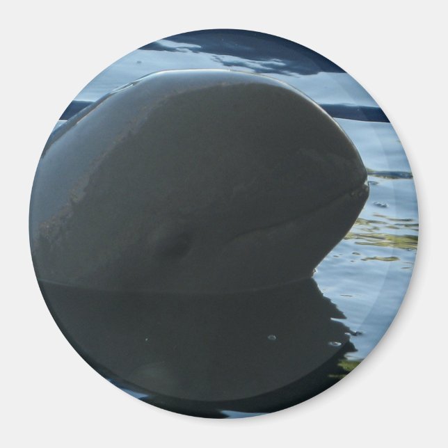 Irrawaddy Dolphin Peek-A-Boo Magnet (Front)