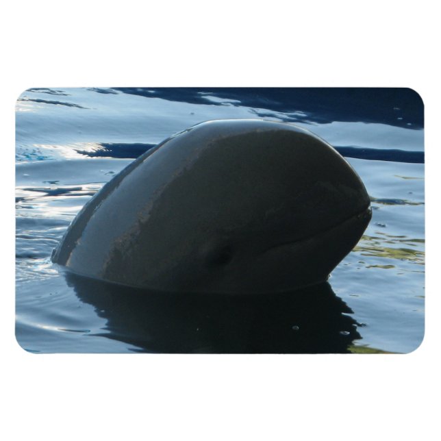 Irrawaddy Dolphin Peek-A-Boo Magnet (Horizontal)