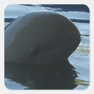 Irrawaddy Dolphin Peek-A-Boo Square Sticker
