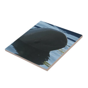 Irrawaddy Dolphin Peek-A-Boo Tile