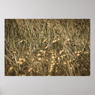 irregular dry plants on rock covered beach on the poster