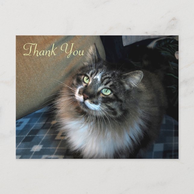 Irresistible Cat Zorro Thank You Postcard (Front)
