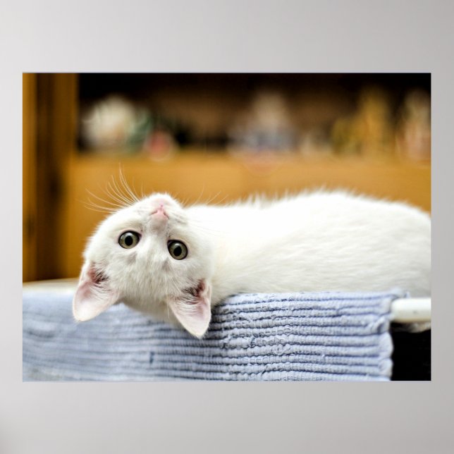 Irresistible...huggable, lovable kitty cat poster (Front)