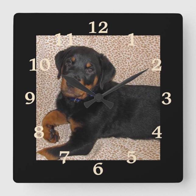 Irresistible Rottweiler Puppy Numbered Wall Clock (Front)