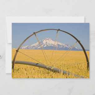 Irrigation Pipe in Field